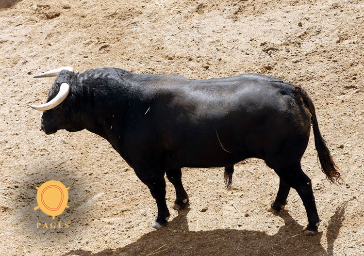 Novillos de Soto de la Fuente para el 13 de junio en Sevilla.