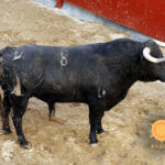 Novillos de Dolores Rufino para Sevilla. 6 de junio de 2019.