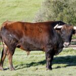 Feria de Pentecostés 2019. Toros de Toros de Juan Pedro Domecq para Nimes