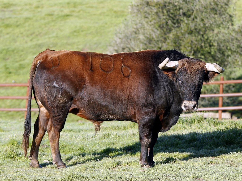 Feria de Pentecostés 2019. Toros de Toros de Juan Pedro Domecq para Nimes