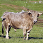 Feria de Pentecostés 2019. Toros de Toros de Juan Pedro Domecq para Nimes
