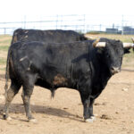 Feria de Pentecostés 2019. Toros de Toros de Jandilla-Vegahermosa para Nimes