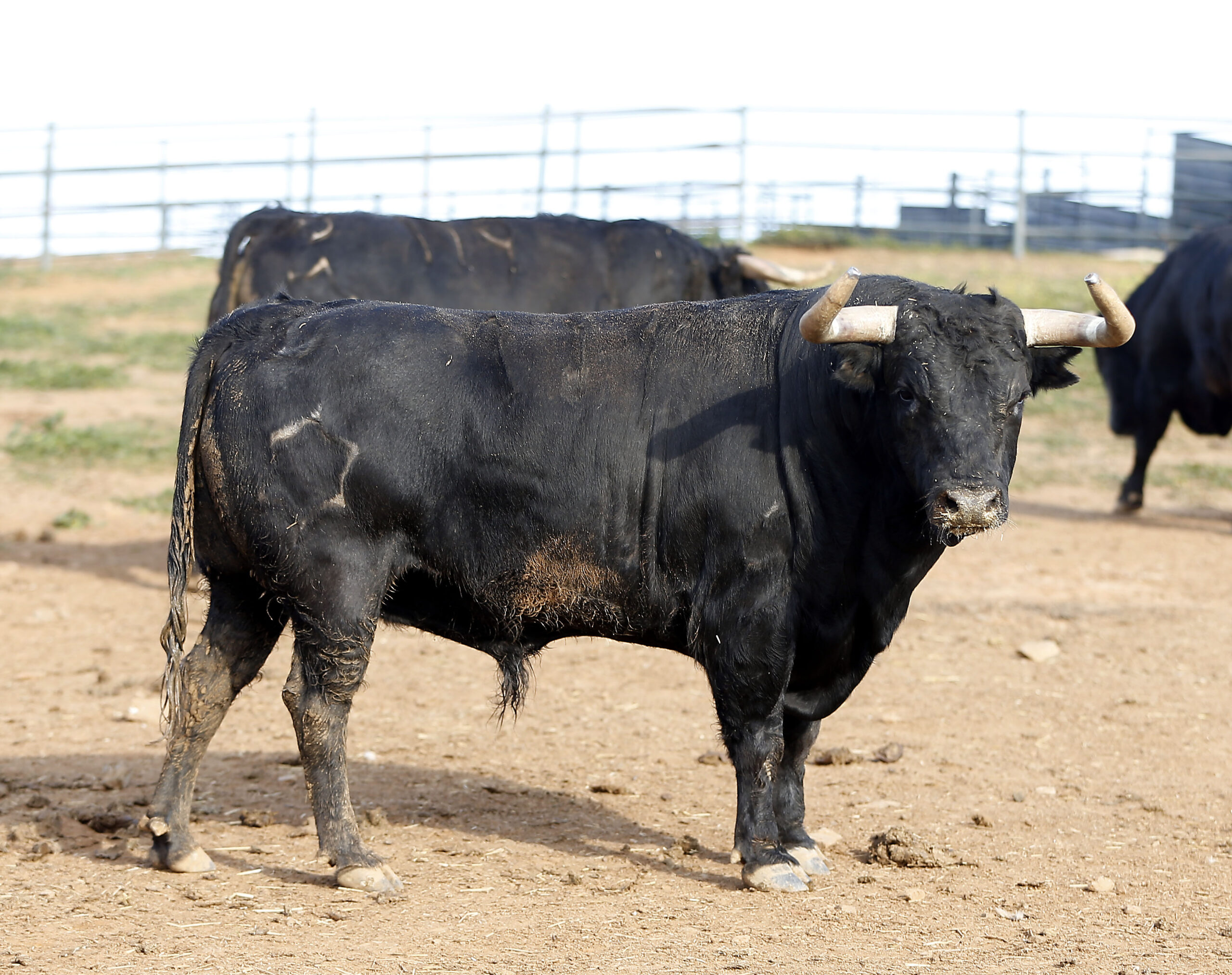 Feria de Pentecostés 2019. Toros de Toros de Jandilla-Vegahermosa para Nimes