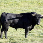 Feria de Pentecostés 2019. Toros de Toros de Juan Pedro Domecq para Nimes