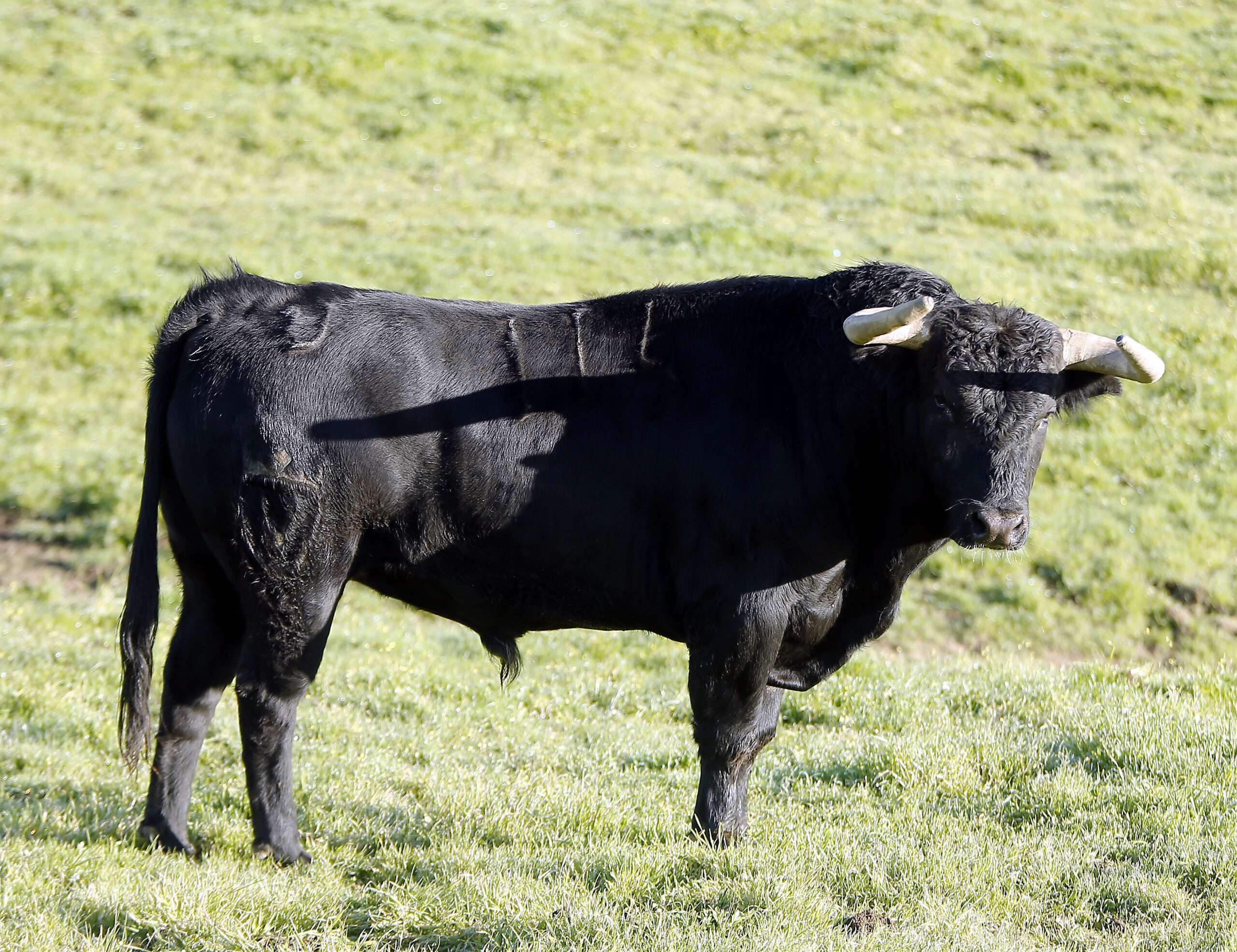 Feria de Pentecostés 2019. Toros de Toros de Juan Pedro Domecq para Nimes