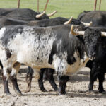 Feria de Pentecostés 2019. Toros de Toros de El Torero para Nimes