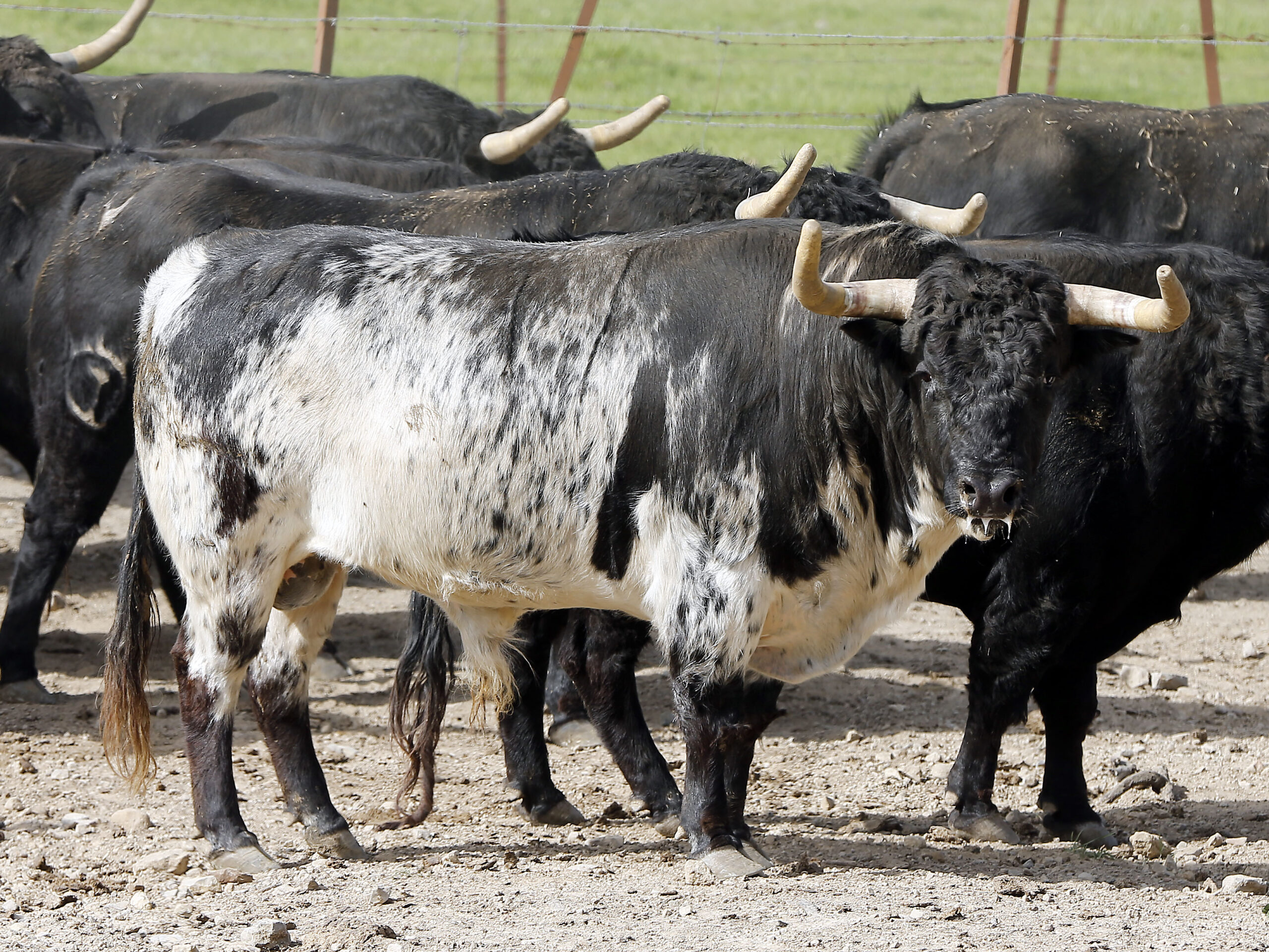 Feria de Pentecostés 2019. Toros de Toros de El Torero para Nimes
