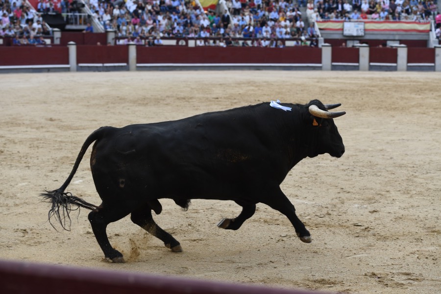 Madrid, sábado 8 de junio de 2019
