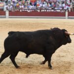 Madrid, sábado 8 de junio de 2019