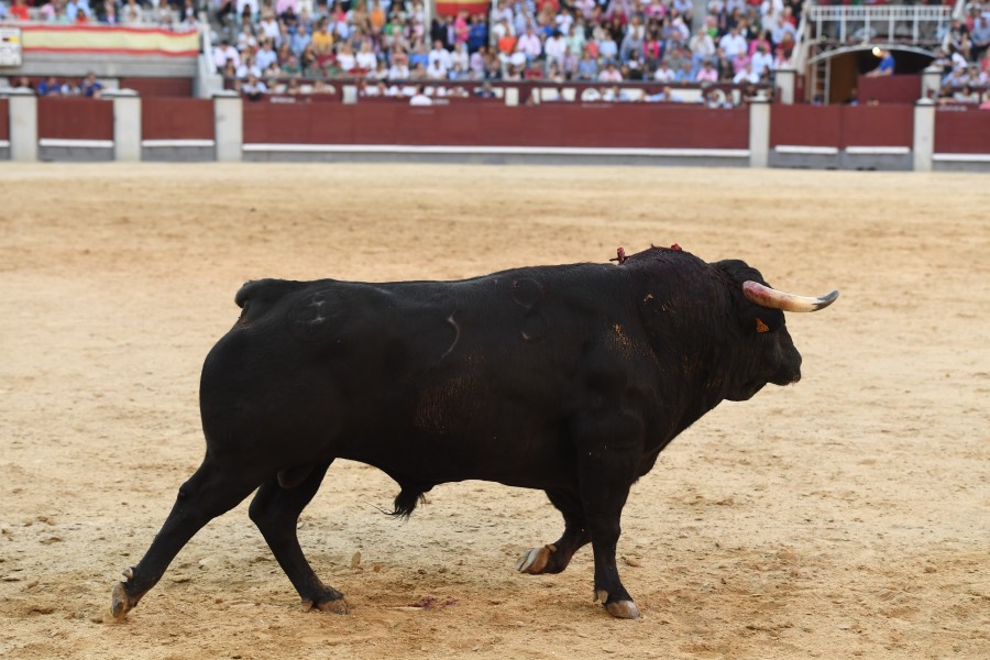 Madrid, sábado 8 de junio de 2019
