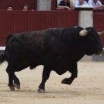 Madrid, domingo 23 de junio de 2019