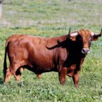 Los toros de Cuadri para el 13 de junio de 2019