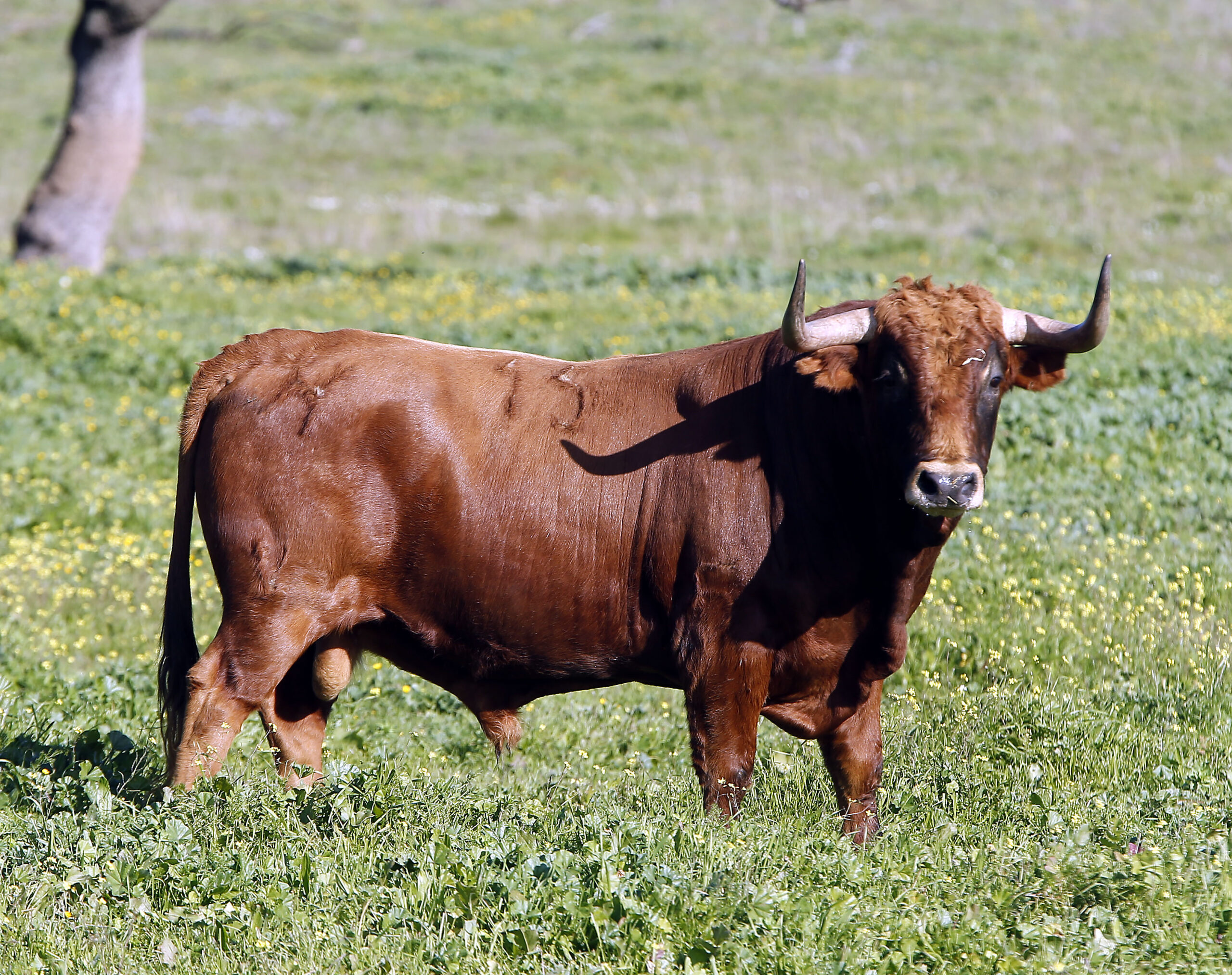 Los toros de Cuadri para el 13 de junio de 2019