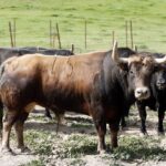 Feria de Pentecostés 2019. Toros de Toros de El Torero para Nimes