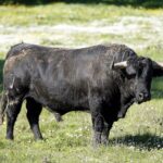 Los toros de Cuadri para el 13 de junio de 2019