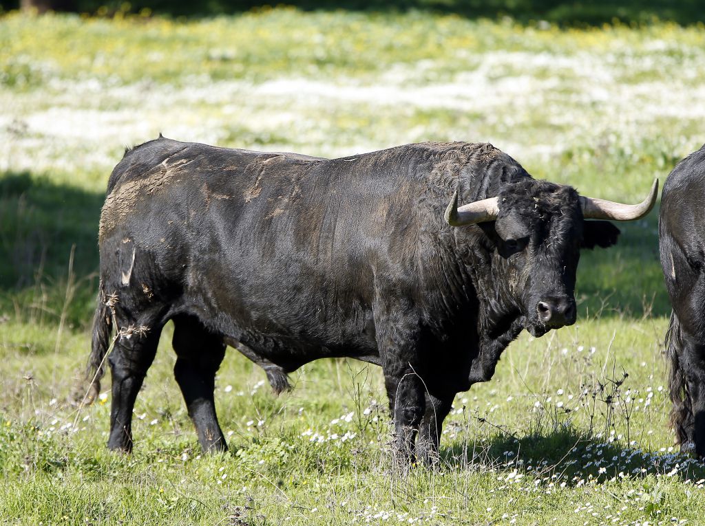 Los toros de Cuadri para el 13 de junio de 2019