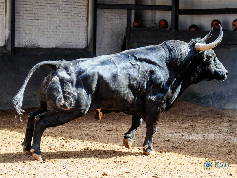 Sorteo. Madrid, domingo 23 de junio de 2019