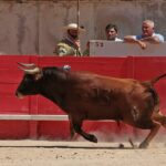 Nimes, sábado 8 de junio de 2019. Matinal