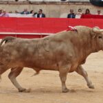 Nimes, domingo 9 de junio de 2019. Tarde