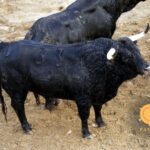 Novillos de Dolores Rufino para Sevilla. 6 de junio de 2019.