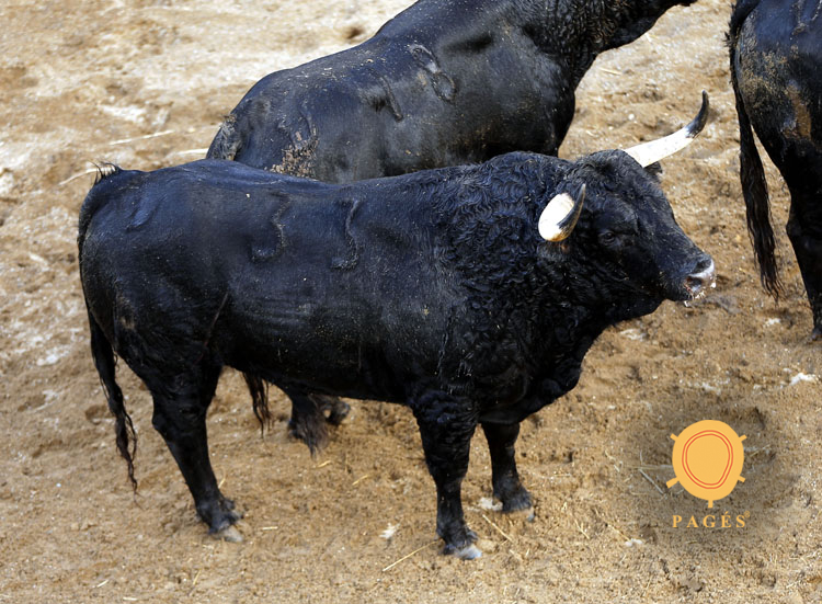 Novillos de Dolores Rufino para Sevilla. 6 de junio de 2019.
