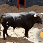 Novillos de Soto de la Fuente para el 13 de junio en Sevilla.