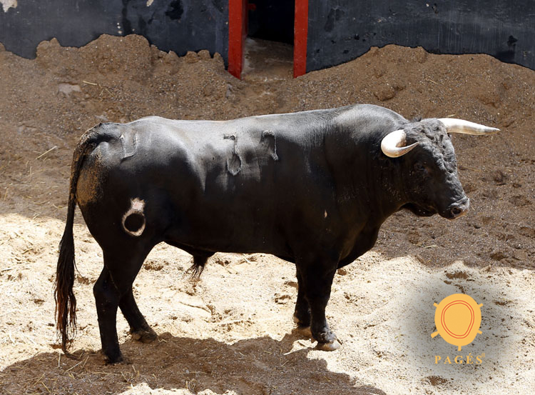 Novillos de Soto de la Fuente para el 13 de junio en Sevilla.