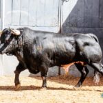 Sorteo. Madrid, domingo 23 de junio de 2019