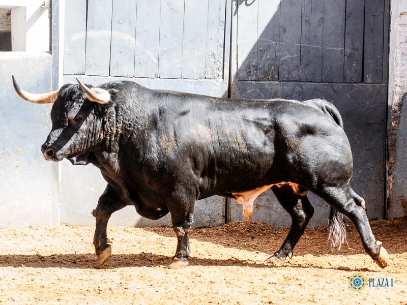 Sorteo. Madrid, domingo 23 de junio de 2019