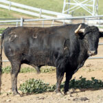 Feria de Pentecostés 2019. Toros de Toros de Jandilla-Vegahermosa para Nimes