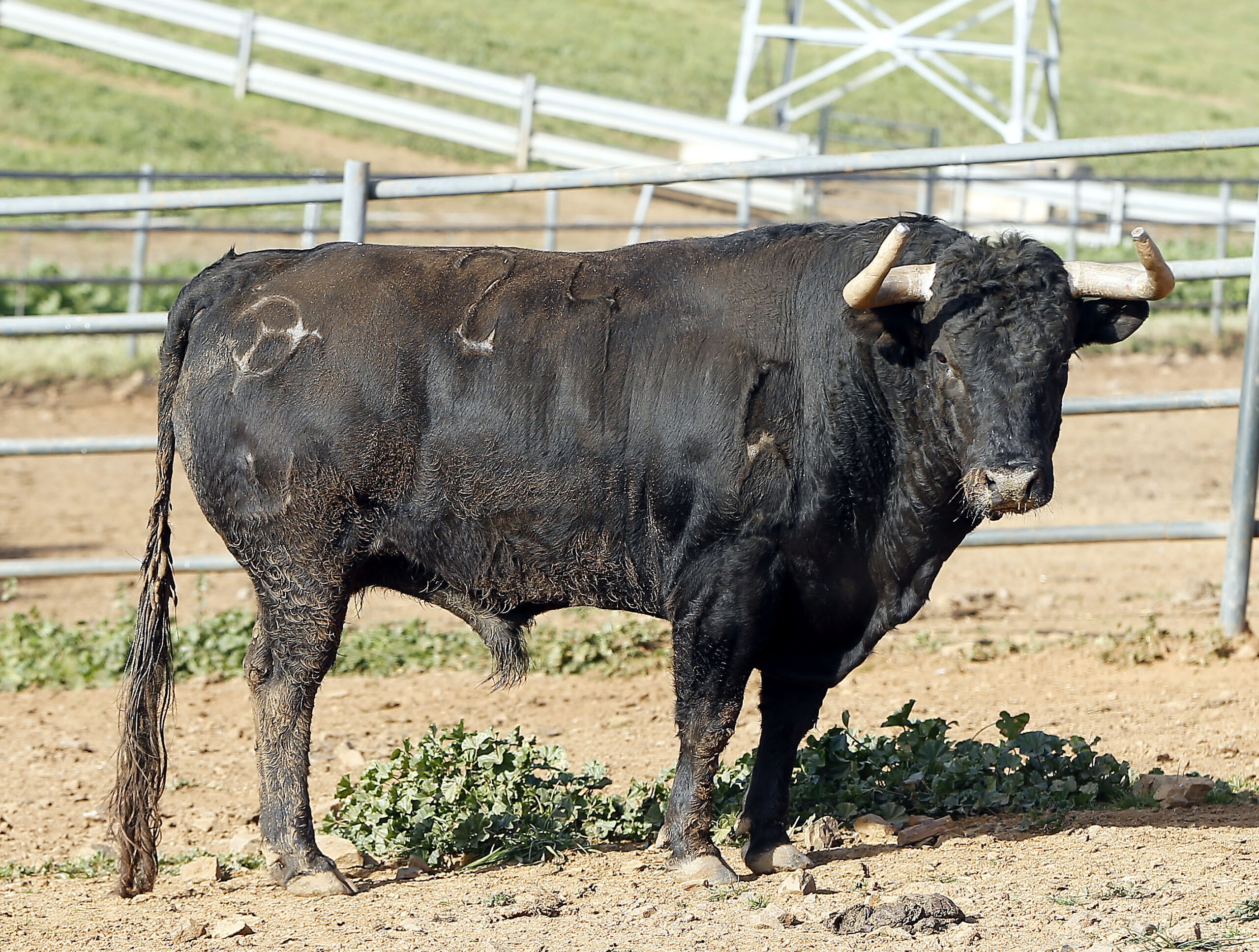 Feria de Pentecostés 2019. Toros de Toros de Jandilla-Vegahermosa para Nimes