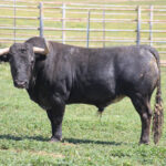 Feria de Pentecostés 2019. Toros de Victorino Martín para Nimes