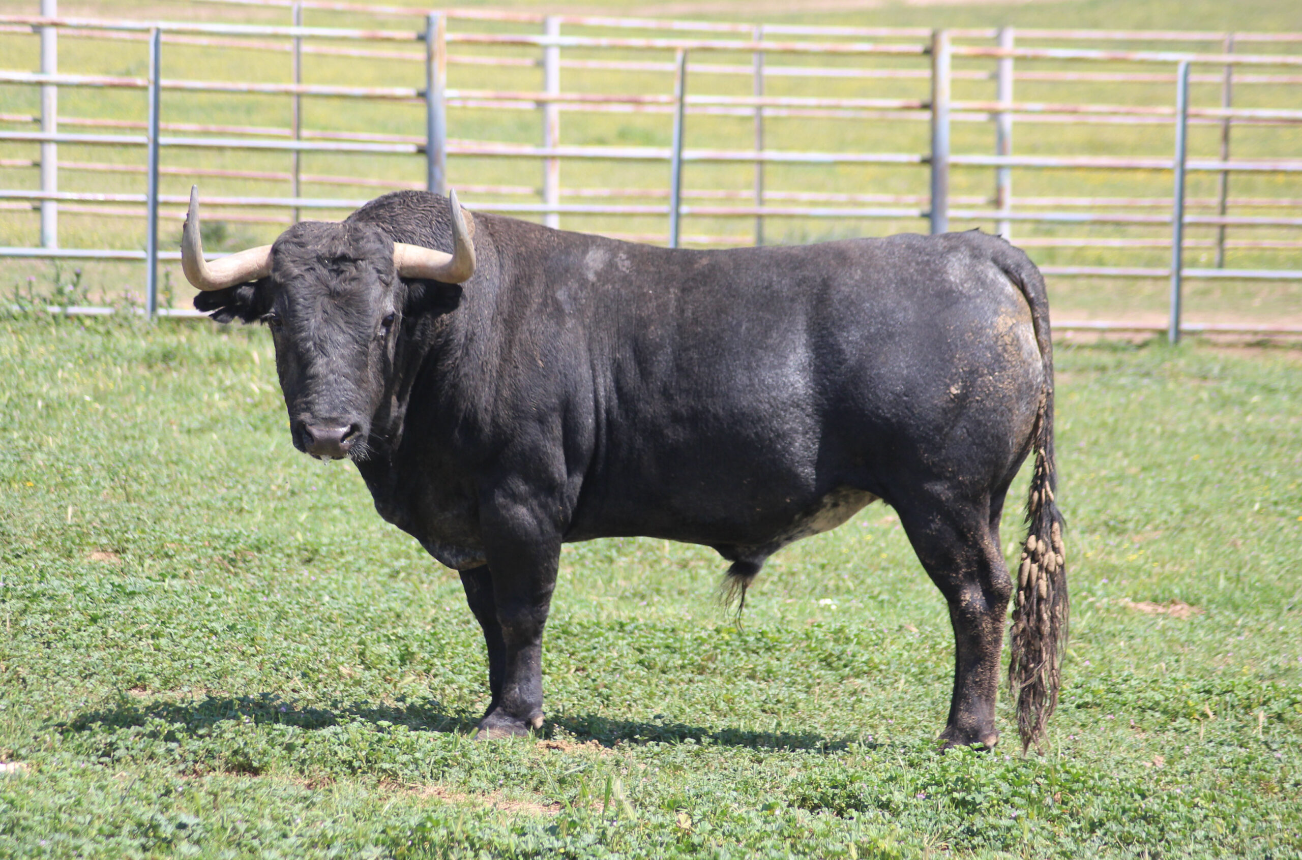 Feria de Pentecostés 2019. Toros de Victorino Martín para Nimes