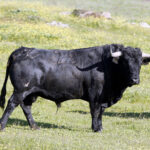 Los toros de Cuadri para el 13 de junio de 2019