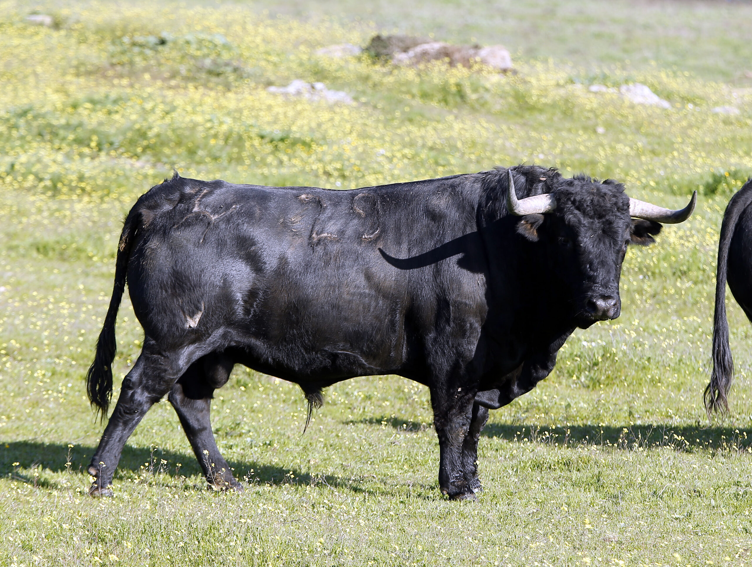 Los toros de Cuadri para el 13 de junio de 2019