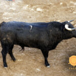 Novillos de Dolores Rufino para Sevilla. 6 de junio de 2019.