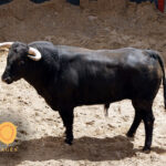 Novillos de Soto de la Fuente para el 13 de junio en Sevilla.
