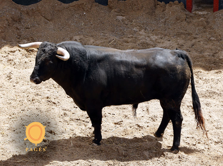 Novillos de Soto de la Fuente para el 13 de junio en Sevilla.