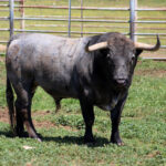 Feria de Pentecostés 2019. Toros de Victorino Martín para Nimes