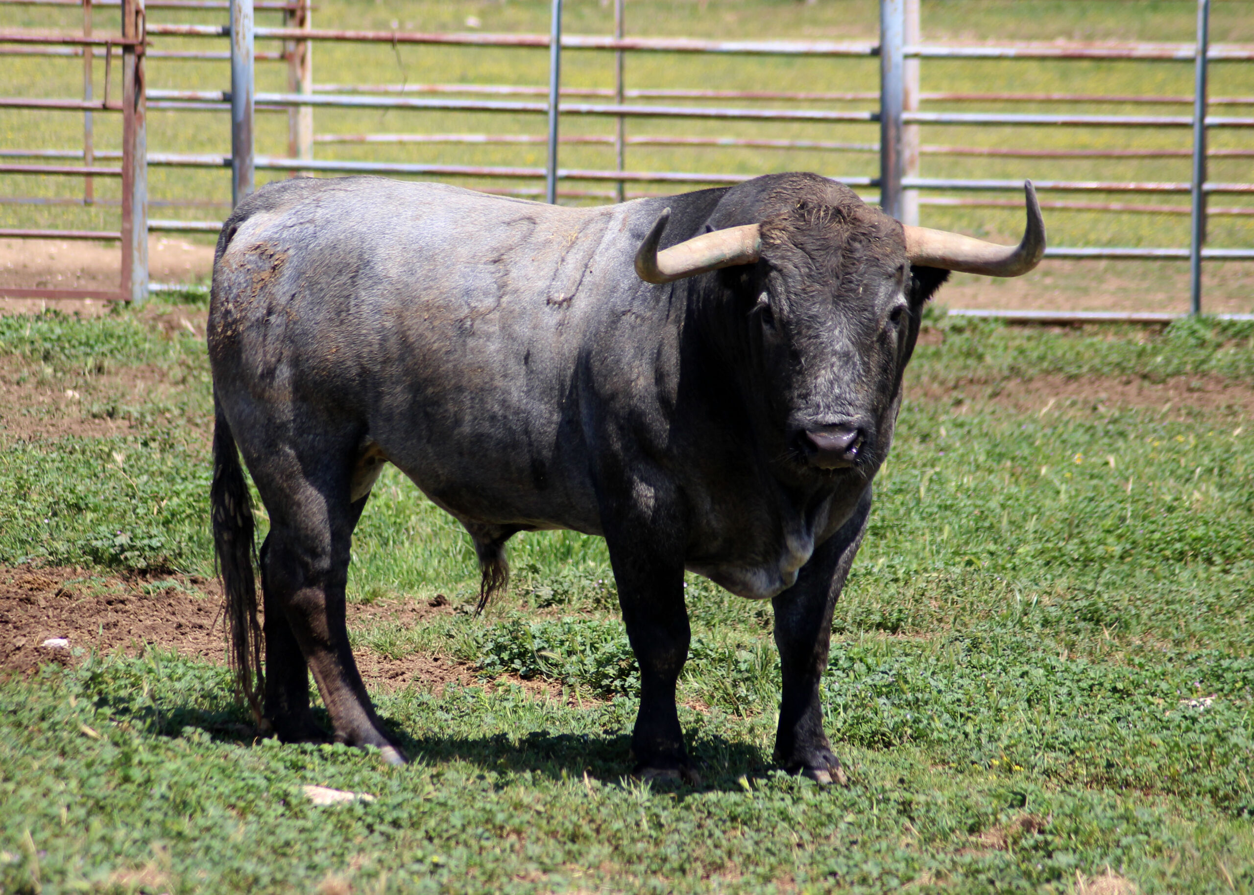 Feria de Pentecostés 2019. Toros de Victorino Martín para Nimes