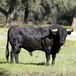 Los toros de Cuadri para el 13 de junio de 2019