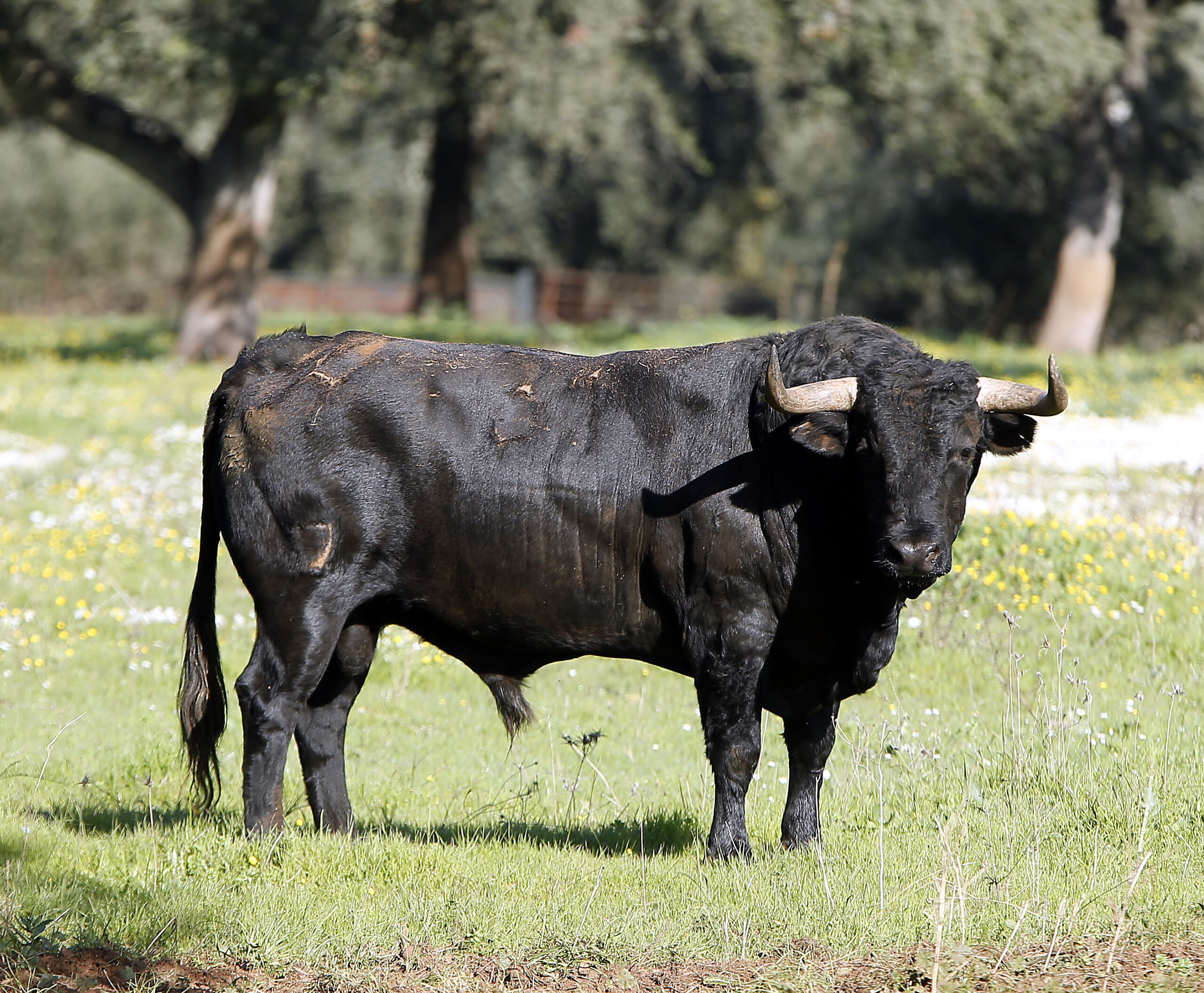 Los toros de Cuadri para el 13 de junio de 2019