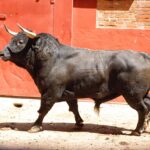 Algeciras. Sábado 29 de junio de 2019