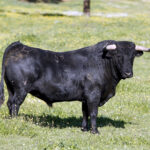 Los toros de Cuadri para el 13 de junio de 2019