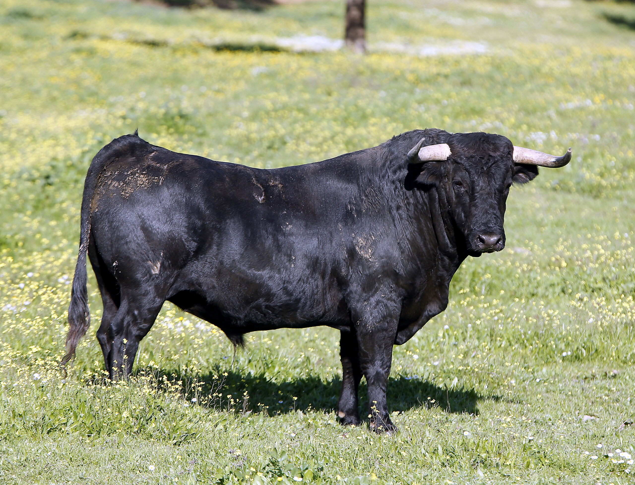 Los toros de Cuadri para el 13 de junio de 2019