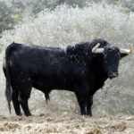 Feria de Pentecostés 2019. Toros de Toros de El Torero para Nimes