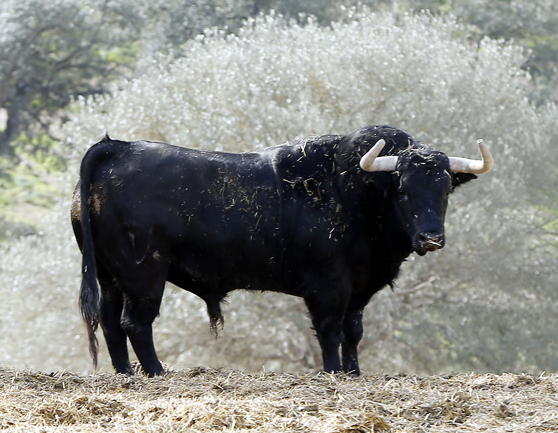 Feria de Pentecostés 2019. Toros de Toros de El Torero para Nimes