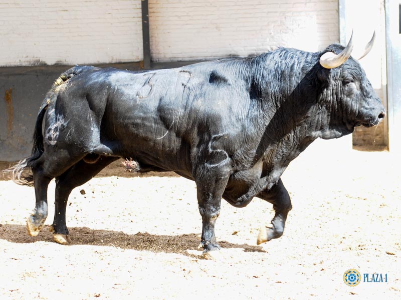 Sorteo. Madrid, domingo 23 de junio de 2019