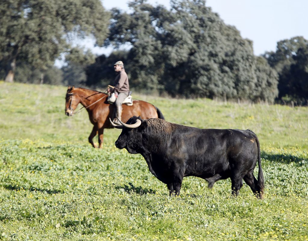 Los toros de Cuadri para el 13 de junio de 2019