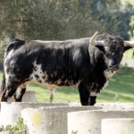 Feria de Pentecostés 2019. Toros de Toros de El Torero para Nimes